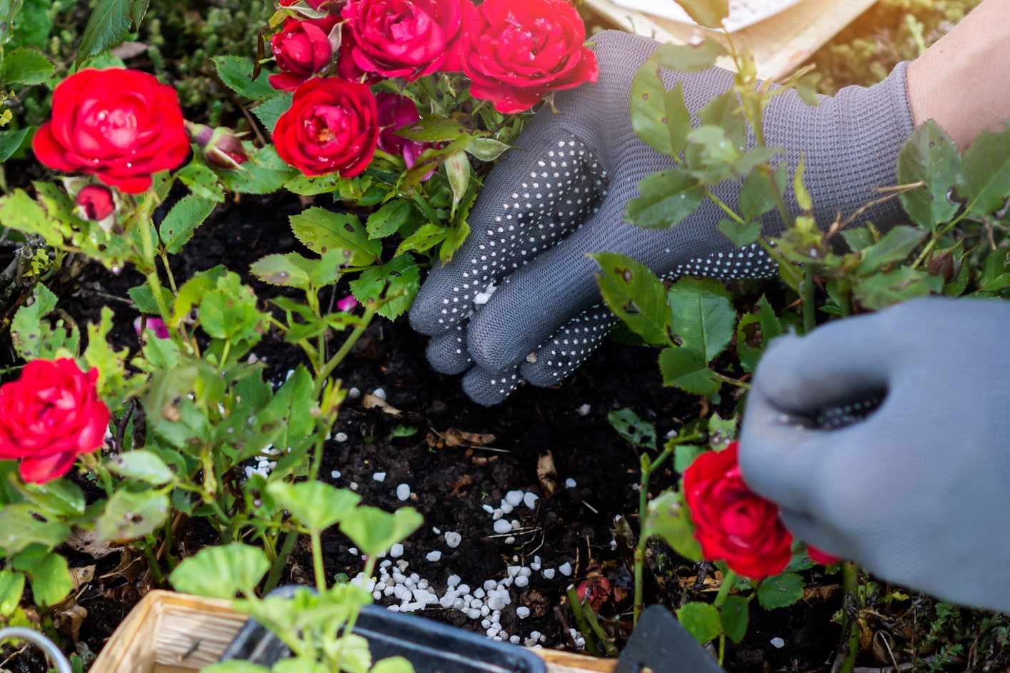 Mẹo cải tạo đất trồng hoa hồng từ kinh nghiệm thực tế 1