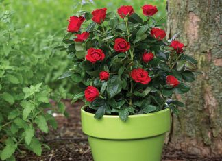 Mẹo cải tạo đất trồng hoa hồng từ kinh nghiệm thực tế