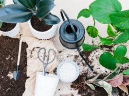 Mua đất trồng Monstera tốt nhất cho nhà vườn