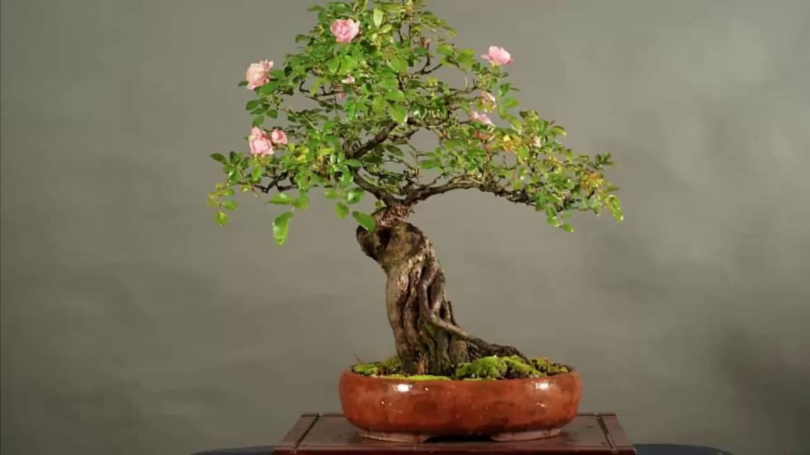 Nguyên liệu trộn đất trồng cây bonsai lý tưởng cho nhà vườn 1