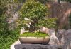 Nguyên liệu trộn đất trồng cây bonsai lý tưởng cho nhà vườn