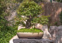 Nguyên liệu trộn đất trồng cây bonsai lý tưởng cho nhà vườn