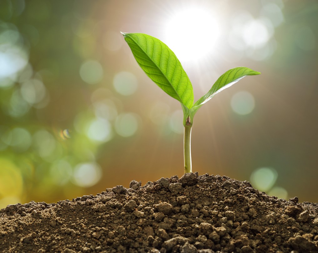Nguyên liệu trộn đất trồng cây bonsai lý tưởng cho nhà vườn 3
