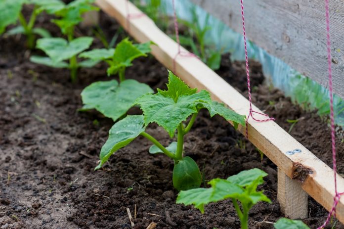 Những sản phẩm đất trồng rau tốt nhất cho nhà vườn