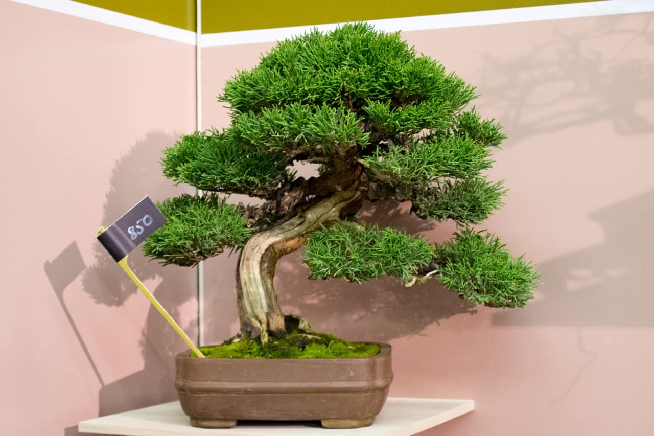 Những điều cần biết khi làm đất trồng cây bonsai 1