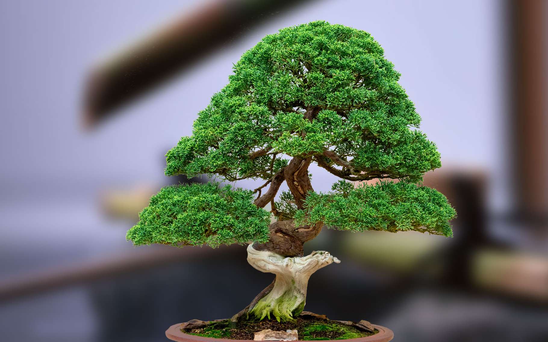 Những điều cần biết khi làm đất trồng cây bonsai 2