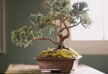 Những điều cần biết khi làm đất trồng cây bonsai