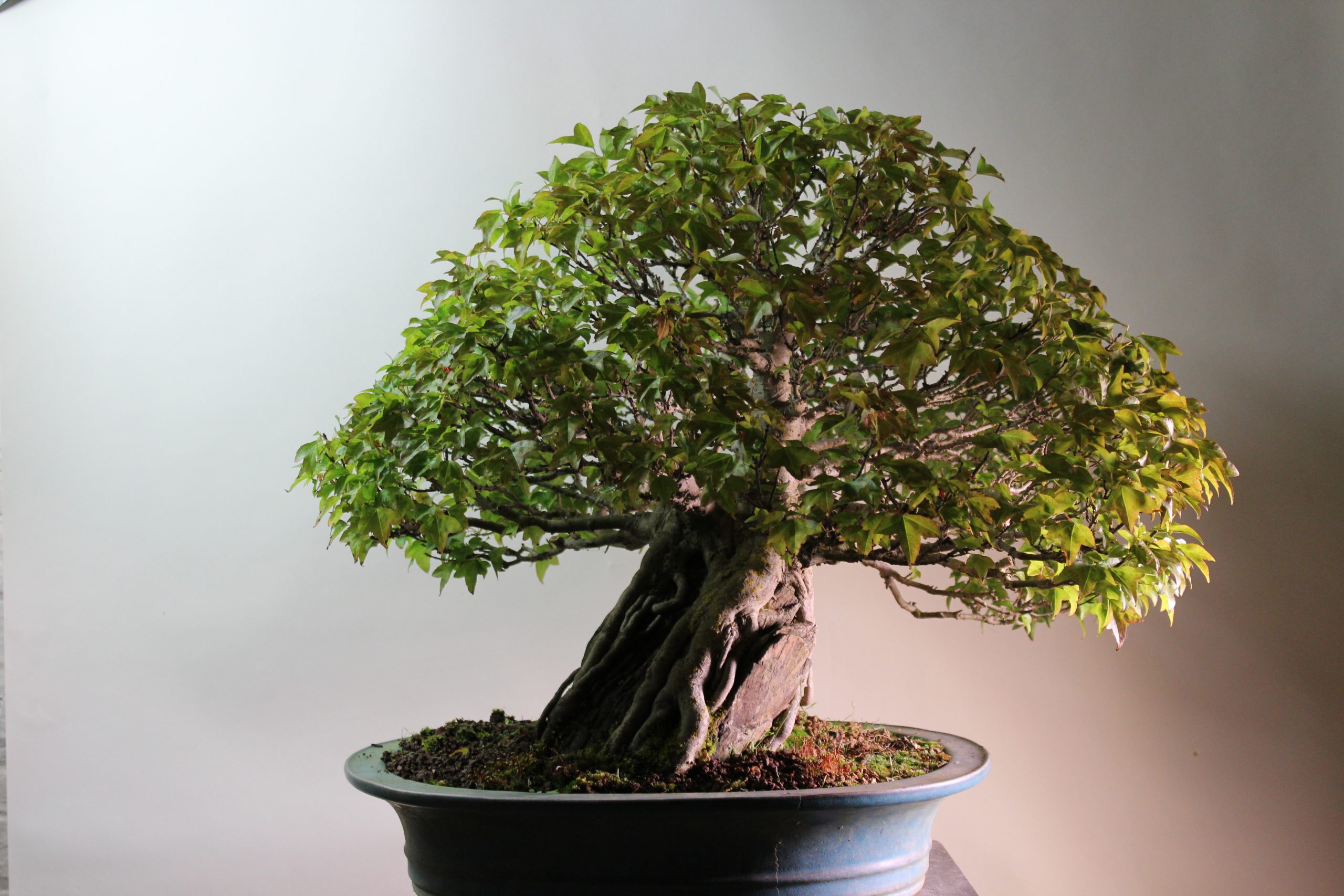 Những điều cần biết khi làm đất trồng cây bonsai 3