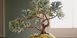 Những điều cần biết khi làm đất trồng cây bonsai