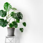 Những điều cần biết về đất trồng Monstera