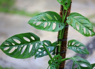 Những đặc tính quan trọng của đất trồng kiểng lá Những đặc tính quan trọng của đất trồng kiểng lá