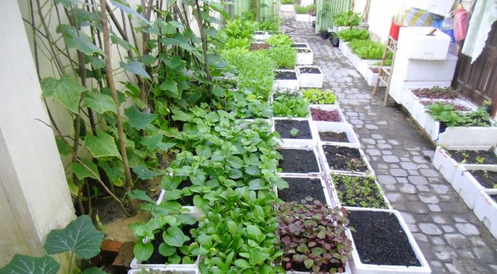 Quy trình làm đất trồng rau sạch tại nhà