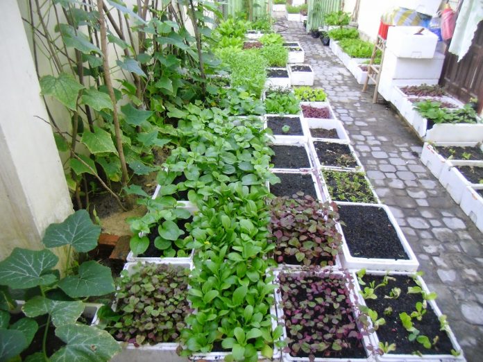 Quy trình làm đất trồng rau sạch tại nhà