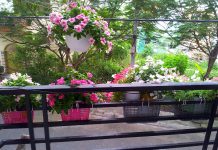 Sở hữu ngay vườn hoa trên ban công với đất trồng hoa hữu cơ cực dễ