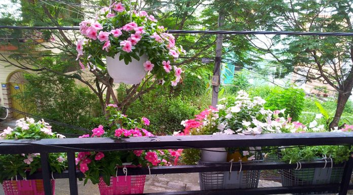 Sở hữu ngay vườn hoa trên ban công với đất trồng hoa hữu cơ cực dễ