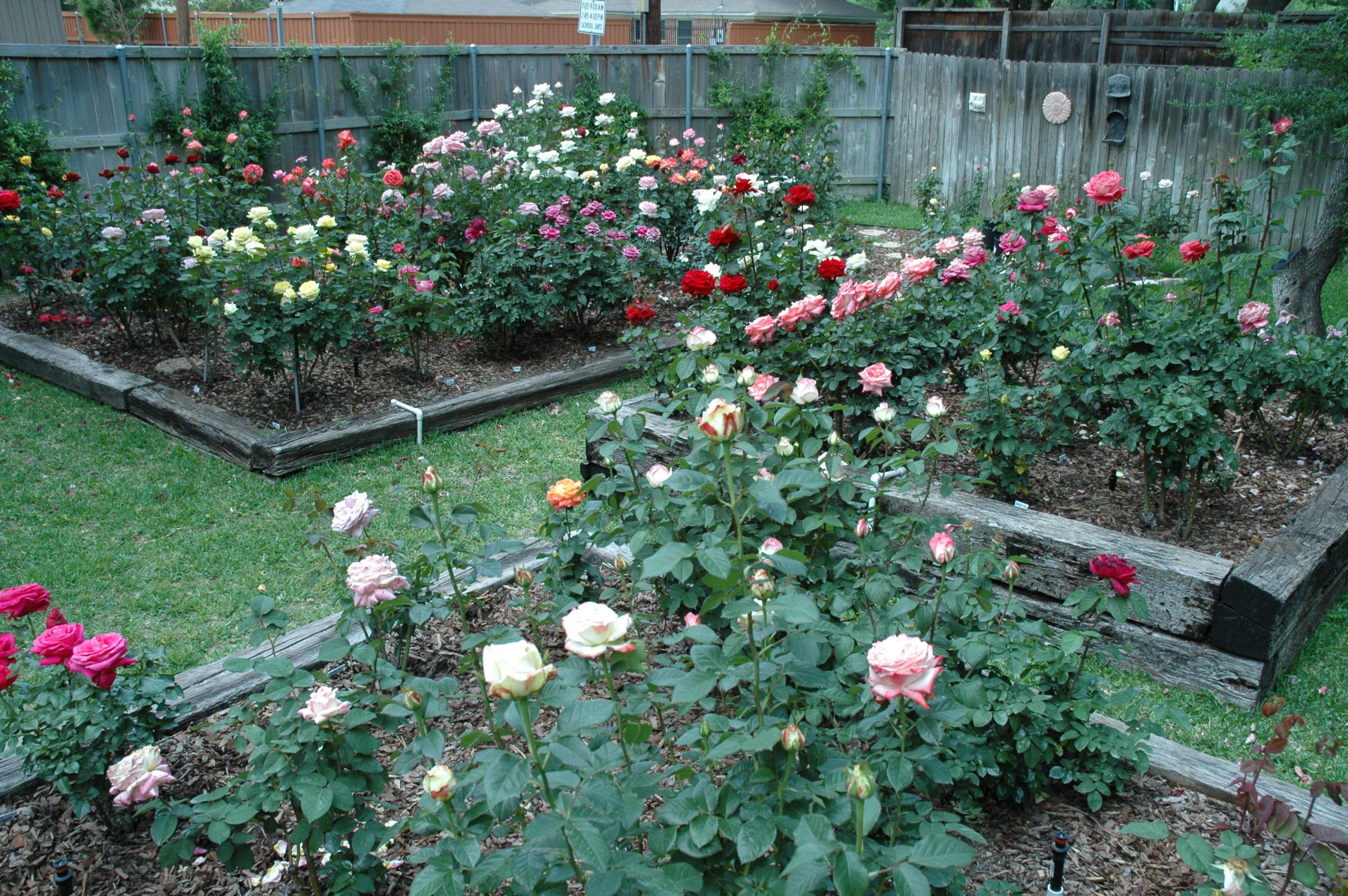 Trộn đất trồng hoa hồng cần đảm bảo những tiêu chí gì 2