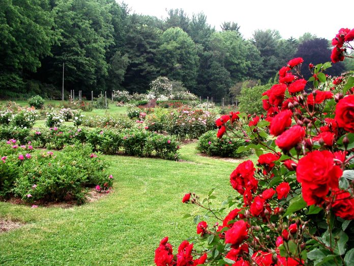 Trộn đất trồng hoa hồng cần đảm bảo những tiêu chí gì?