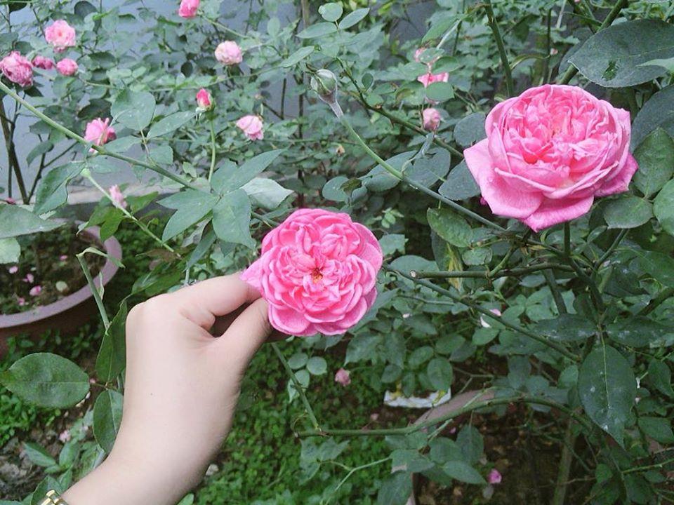 Tìm hiểu về đất trồng hoa hồng cổ Sapa chi tiết nhất 1