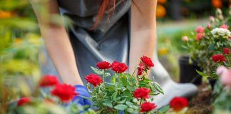 Tìm hiểu về đất trồng hoa hồng cổ Sapa chi tiết nhất