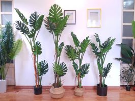 Chọn giá thể và đất trồng kiểng lá tốt nhất cho tín đồ yêu cây