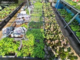 Các cách cải tạo đất trồng cây trên sân thượng đơn giản, hiệu quả