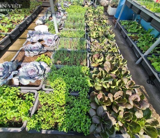 Các cách cải tạo đất trồng cây trên sân thượng đơn giản, hiệu quả