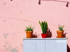 Mẹo trồng cây lưỡi hổ thuỷ sinh