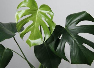 Bật mí 3 cách nhân giống trầu bà lá xẻ hiệu quả nhất 1