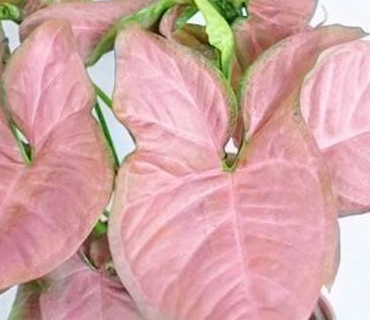 Bật mí 3 cách trưng cây trầu bà hồng đẹp nhất trong nhà 1