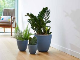 Mua chậu trồng cây ở đâu tại quận 7 HCM? Mua chậu trồng cây ở đâu tại quận 7 HCM?