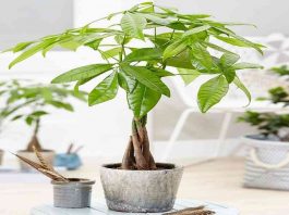 Chữa bệnh vàng lá cho cây kim ngân 1