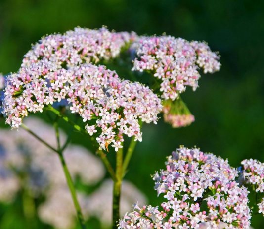 Cách chăm sóc cây nữ lang trong phòng ngủ Cách chăm sóc cây nữ lang trong phòng ngủ