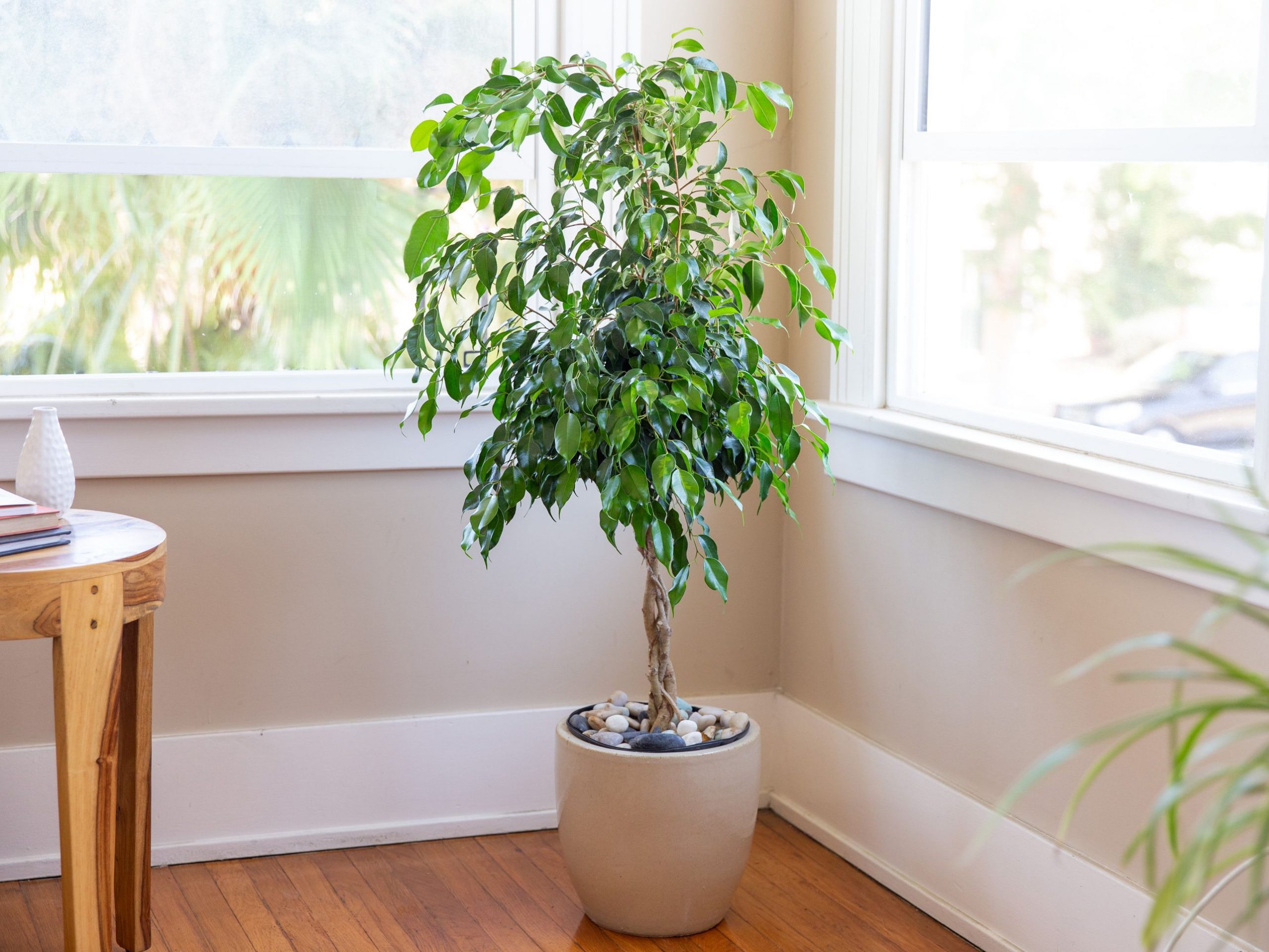Cách chăm sóc cây si (Weeping Fig) giúp làm sạch không khí 1