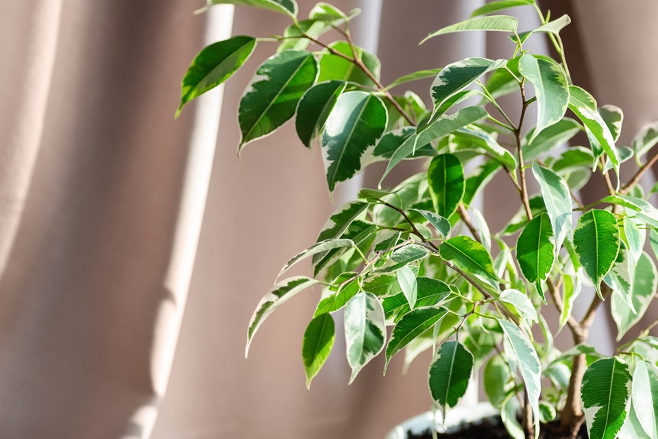 Cách chăm sóc cây si (Weeping Fig) giúp làm sạch không khí 2