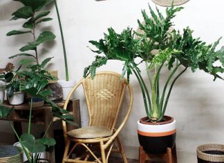 Cách trưng trầu bà chân vịt sao cho hợp mệnh 1