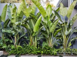 Có nên trồng cây chuối cảnh trong nhà 1