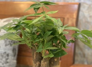 Làm sao để nhân giống cây kim ngân thành công? Làm sao để nhân giống cây kim ngân thành công? 1