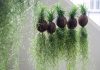 Cách trồng cây không khí trong nhà