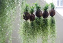 Cách trồng cây không khí trong nhà