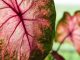 Phương pháp trồng và nhân giống trầu bà hồng đơn giản 1