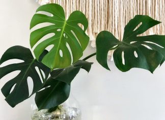 Top 5 cây nội thất nên tránh - tuy thời thượng nhưng khó trồng 1
