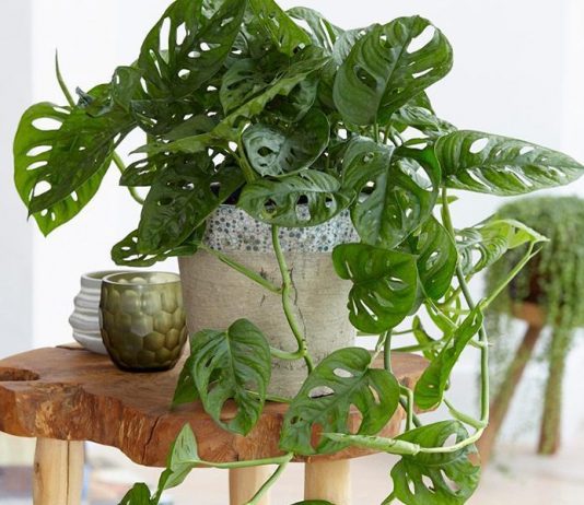 Top 8 cây nội thất tốt cho sức khỏe bạn nên trồng 1