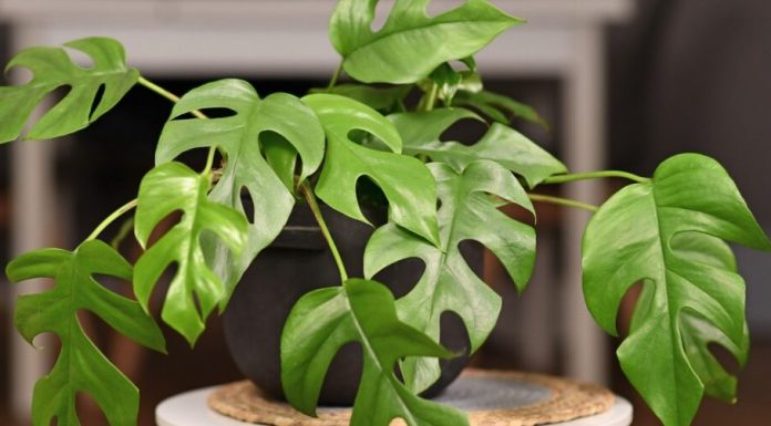 Bí quyết trồng cây Monstera mini cho người mới bắt đầu 1