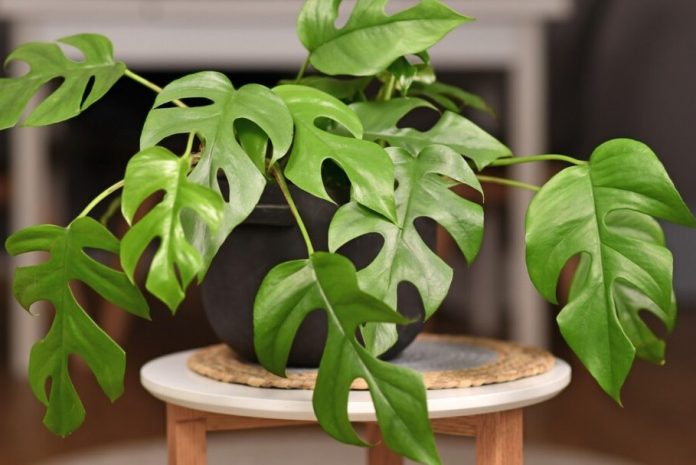 Bí quyết trồng cây Monstera mini cho người mới bắt đầu 1