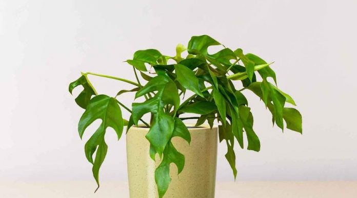 Hô biến cây Monstera mini nhanh lớn 1