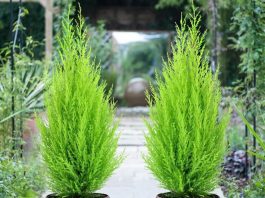 Top 3 cây tùng kiểng được ưa chuộng nhất hiện nay 1