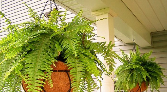Cách trồng cây dương xỉ treo tạo điểm nhấn cho ngôi nhà