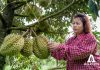 Chăm sóc cây sầu riêng Thời kỳ thu hoạch
