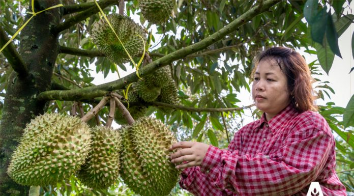 Chăm sóc cây sầu riêng Thời kỳ thu hoạch