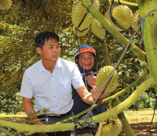 Đắk Lắk xây dựng nhãn hiệu 'Sầu riêng Krông Búk'